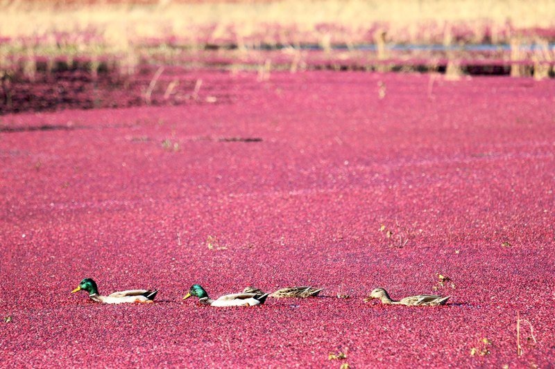 316 Crowells Bog Road, Brewster, MA 02631 SOLD LISTING, MLS