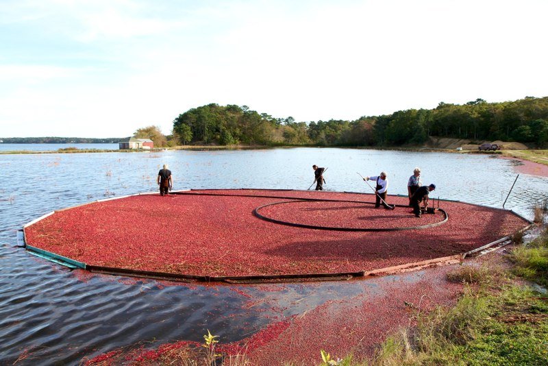 316 Crowells Bog Road, Brewster, MA 02631 SOLD LISTING, MLS