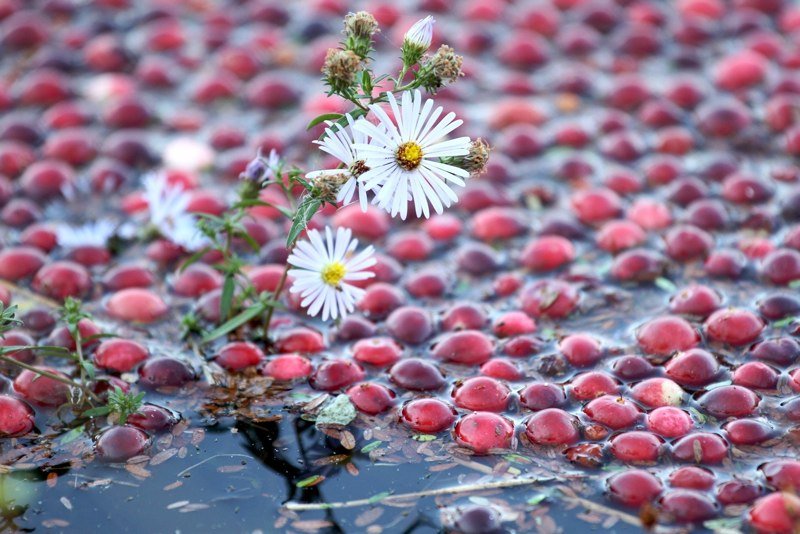 316 Crowells Bog Road, Brewster, MA 02631 SOLD LISTING, MLS