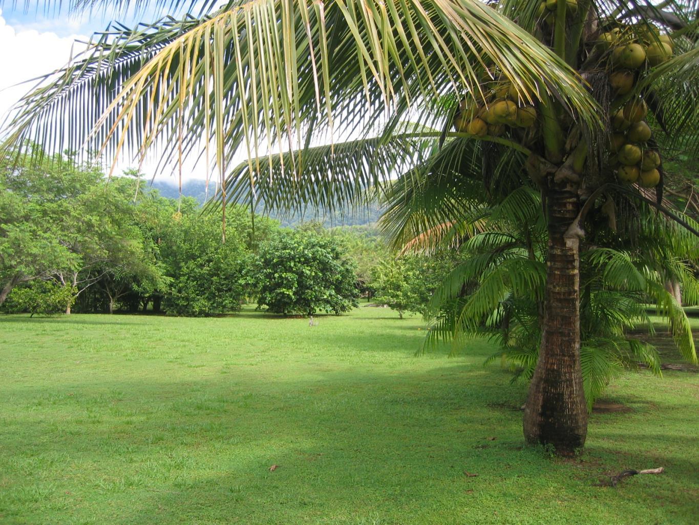 Beachfront Dreams, Matapalo, Manuel Antonio, Savegre, Quepos