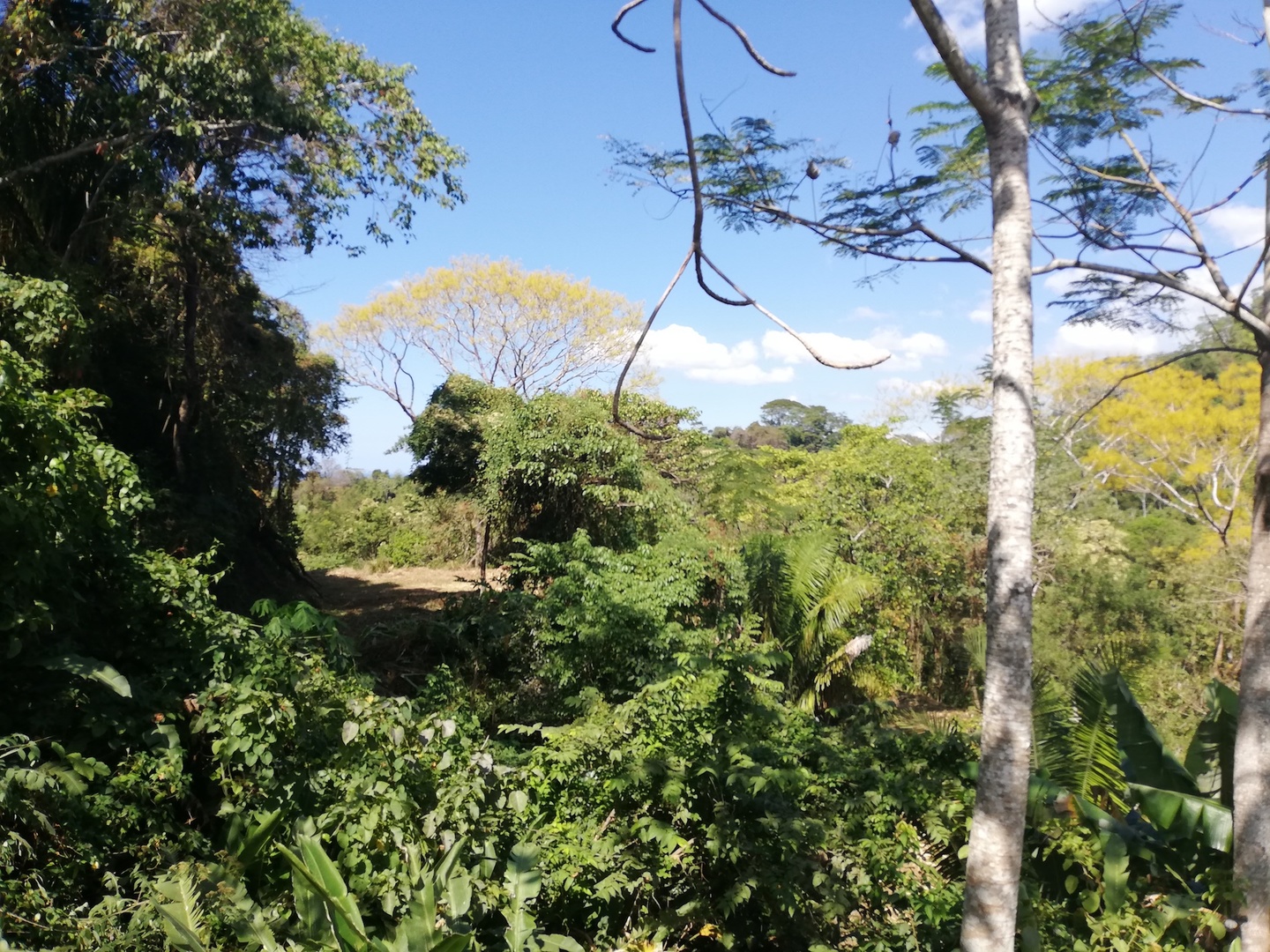 2 3 Hectares Mal Pais Jungle House And Lot Santa Teresa 60111 2 3 Hectares Mal Pais Jungle House And Lot Santa