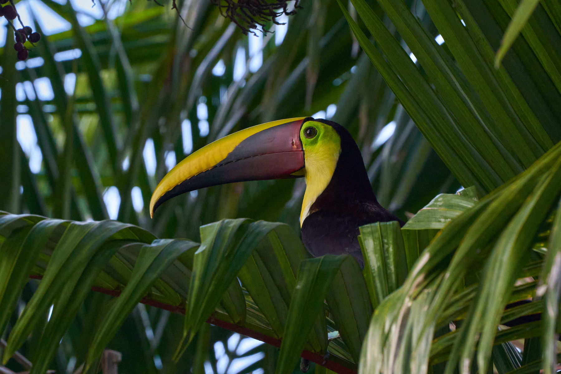 nativa resort costa rica